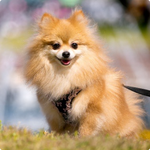 散歩を楽しむ小型犬