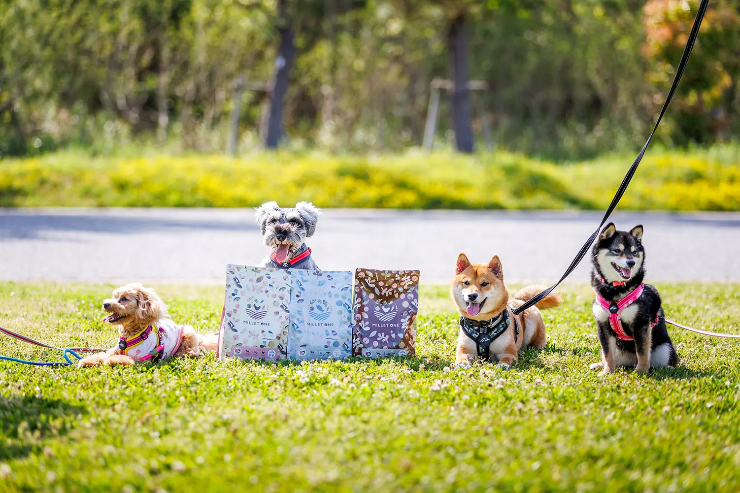 ミレワンと元気に過ごす犬たち